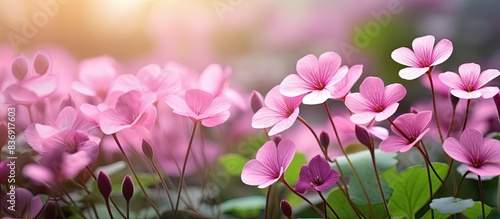 A detailed image of a pink oxalis in a garden with copy space image. photo