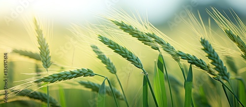 Macro photograph of an oats plant in a barley field during the summer, with copy space image.
