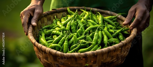A farmer harvesting green chillies, holding a basket in their hands, with a background suitable for adding copy space image.