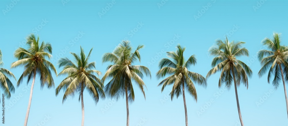 Fototapeta premium Coconuts trees in rows in park against blue background.