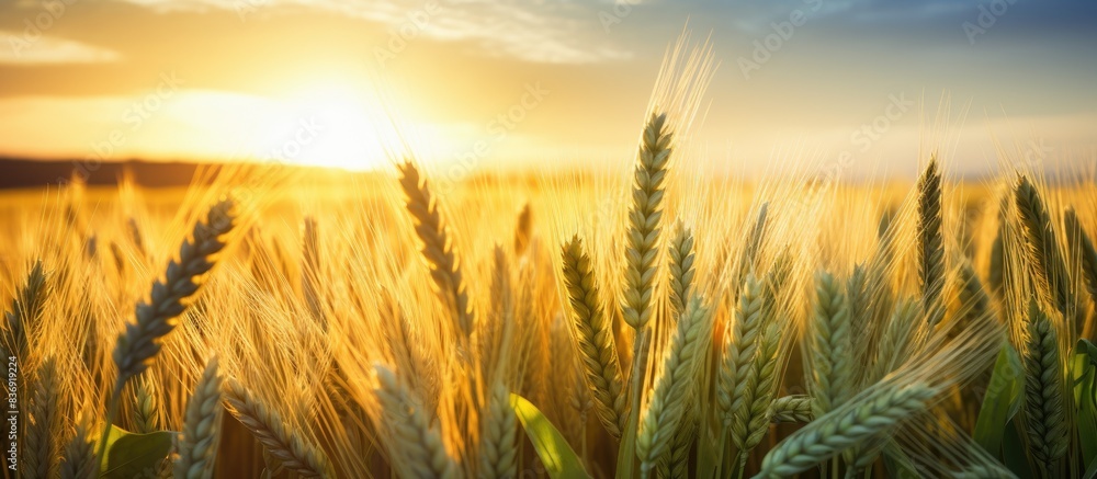 Sunset illuminating young wheat field with a peaceful ambiance, suitable for a copy space image.