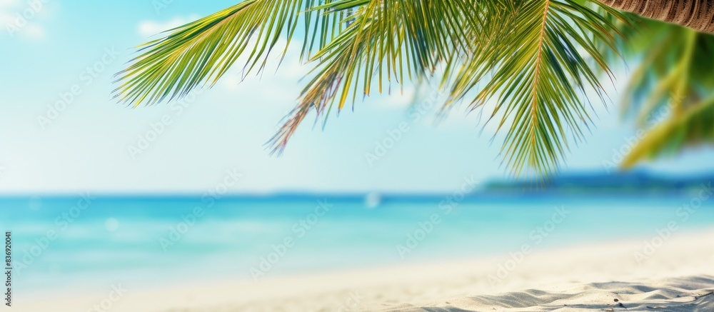 Blurry palm tree and tropical beach background with sandy surface, emphasizing a summer vacation and travel theme. Ample copy space for adding text or images. Blurry palm tree and tropical beach background with sandy surface, emphasizing a summer vacation and travel theme. Ample copy space for adding text or images.