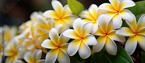 Close-up image of white and yellow frangipani flowers with a leafy background. © meristock