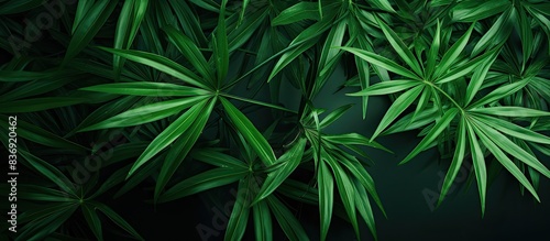 A nature background with tropical green leaves of Rhapis humilis Blume  also known as Reed rhapis or Slender lady palm  featuring copy space image.