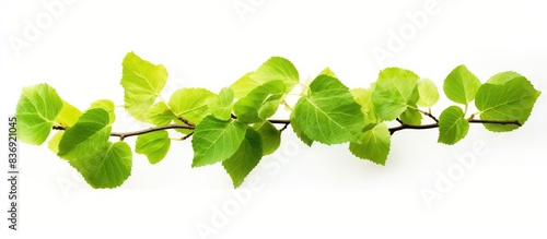 green linden tree branch close up  isolated on white background.