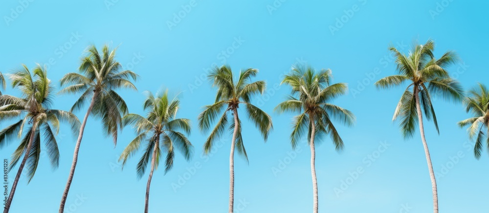 Fototapeta premium Coconuts trees in rows in park against blue background.