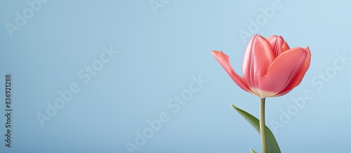 A beautiful tulip is displayed in front of a blank background  ready for a copy space image.