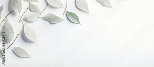 Natural shadows of leaves on a white textured background perfect for product presentations, backdrops, mockups, and capturing a summer vibe in photos with copy space image.