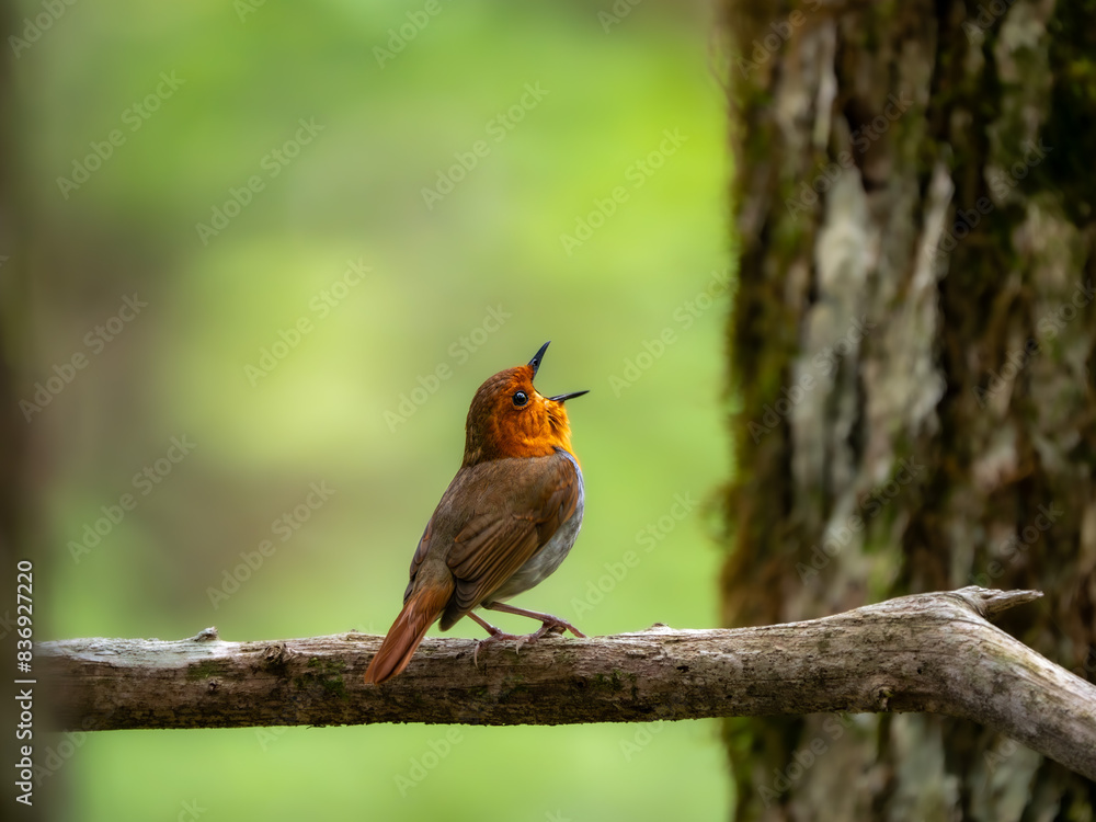 Fototapeta premium 森の中で枝に留まってさえずっているコマドリの雄