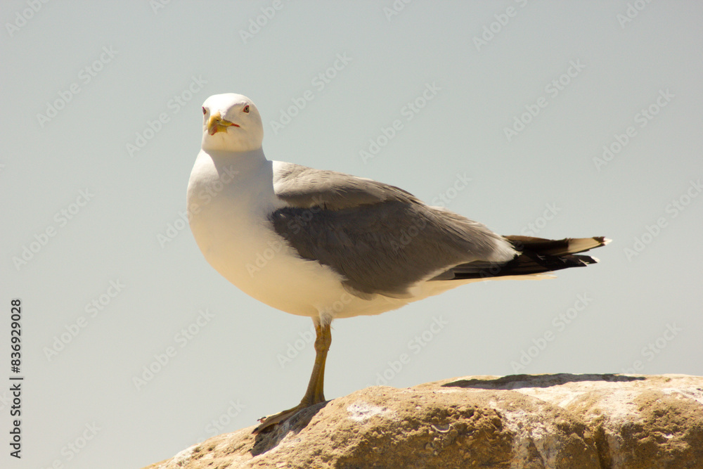 A seagull perched on top of a rock A seagull perched on top of a rock