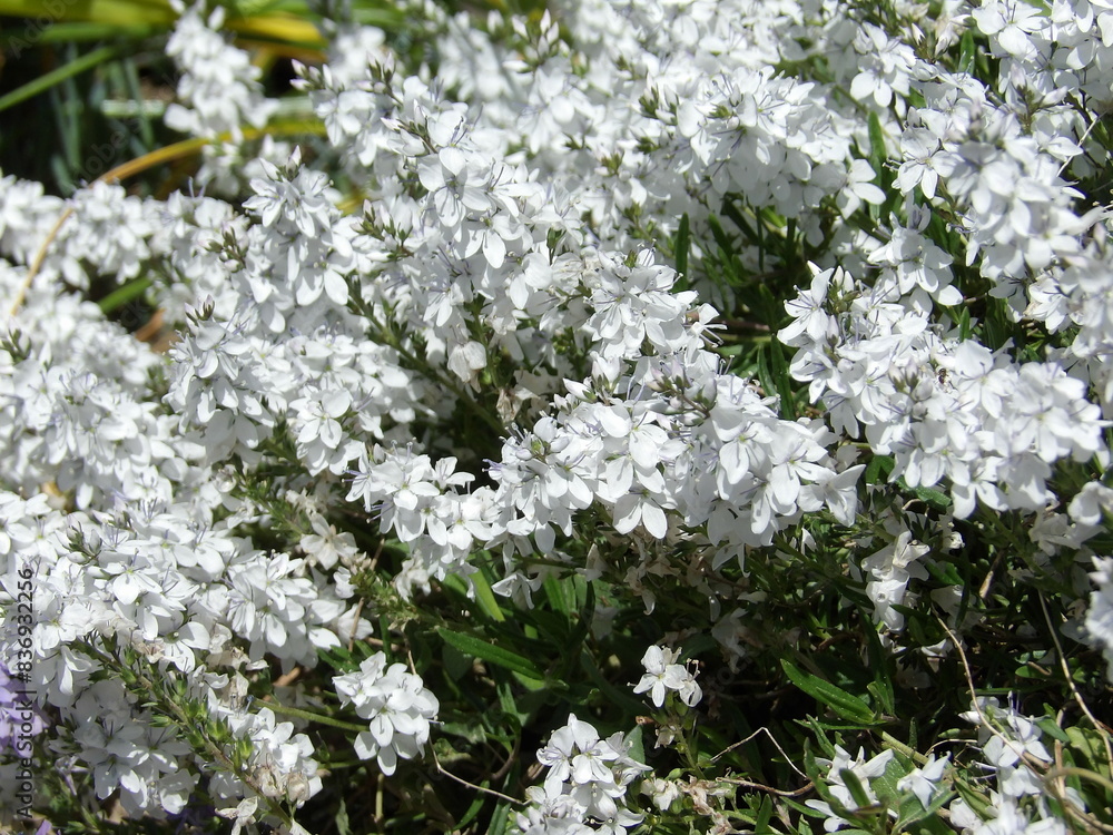 Zbliżenie na białe kwiaty z gatunku veronica prostrata Zbliżenie na białe kwiaty z gatunku veronica prostrata