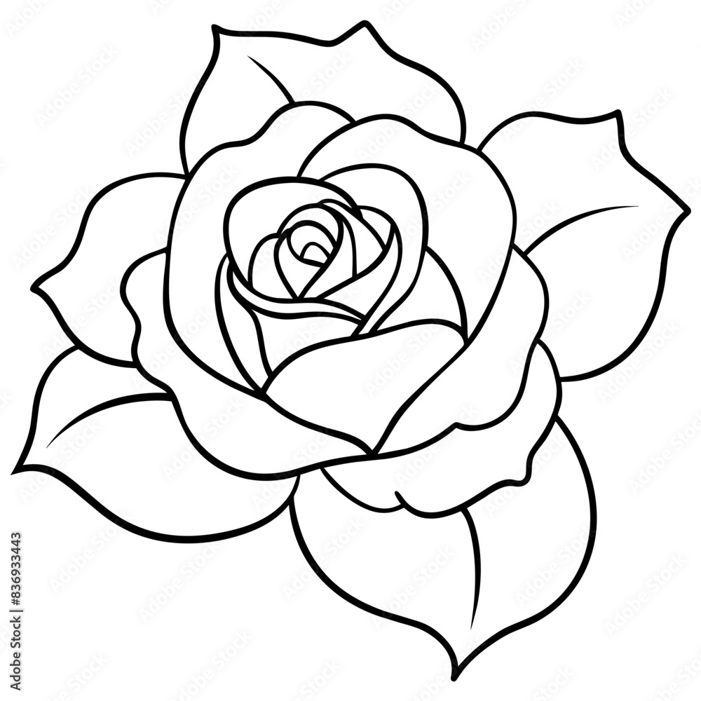 white rose isolated on black white rose isolated on black