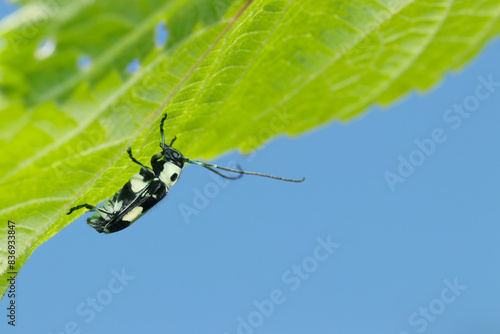 Billede på lærred 青空を背景に大きな葉裏にラミーカミキリ虫（自然光＆ストロボ・マクロレンズ接写）