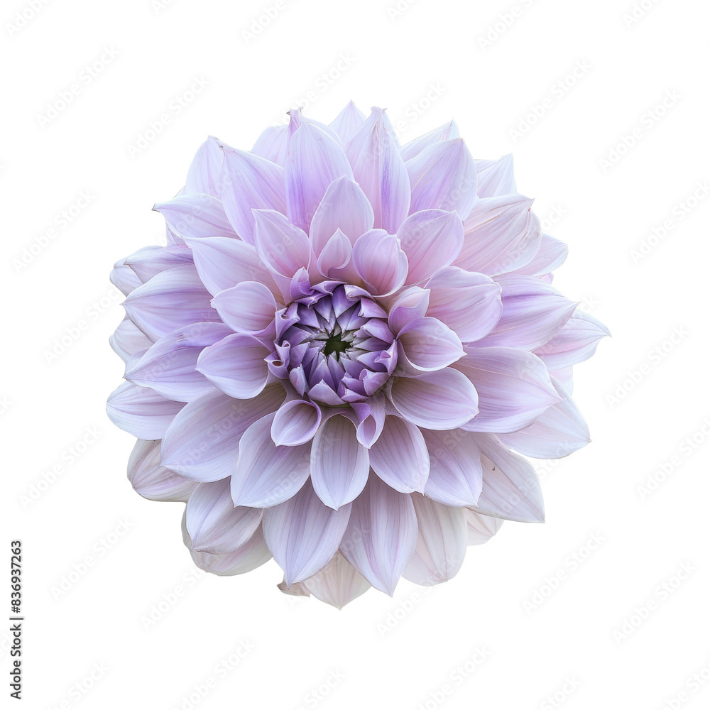 A Perfect Dahlia Blooms In Shades Of Light Purple And Pink, Its Petals A Testament To Nature'S Artistry Against The Blank Canvas A Perfect Dahlia Blooms In Shades Of Light Purple And Pink, Its Petals A Testament To Nature'S Artistry Against The Blank Canvas