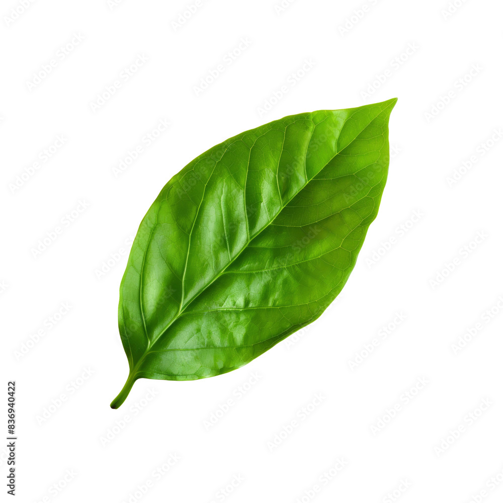 A Single Green Leaf, Isolated On A White Background, Simple And Pure
