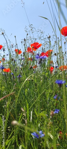 Blühstreifen mit Mohnblumen und Kornblumen  Hochkant photo