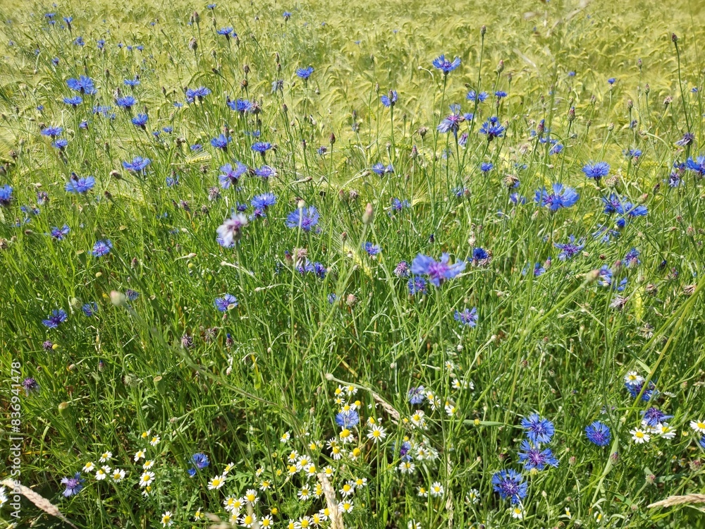 Kornblumen Kornblumen
