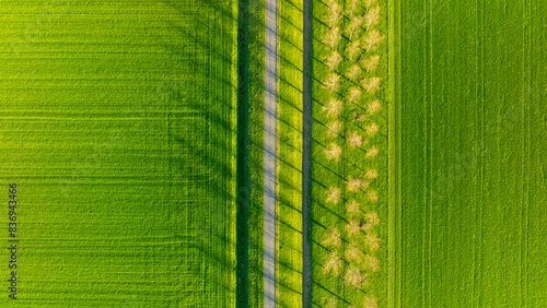 Aerial view of the field, trees and road. Landscape from a drone. Light and s...