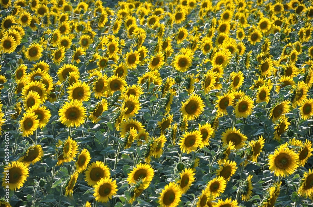 sun flower field sun flower field