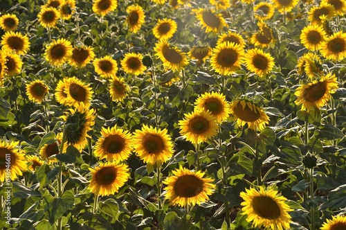 sun flower field