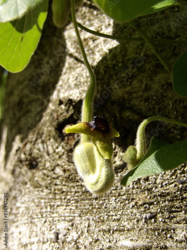 Zbliżenie na kwiat rośliny z gatunku Aristolochia tomentosa photo