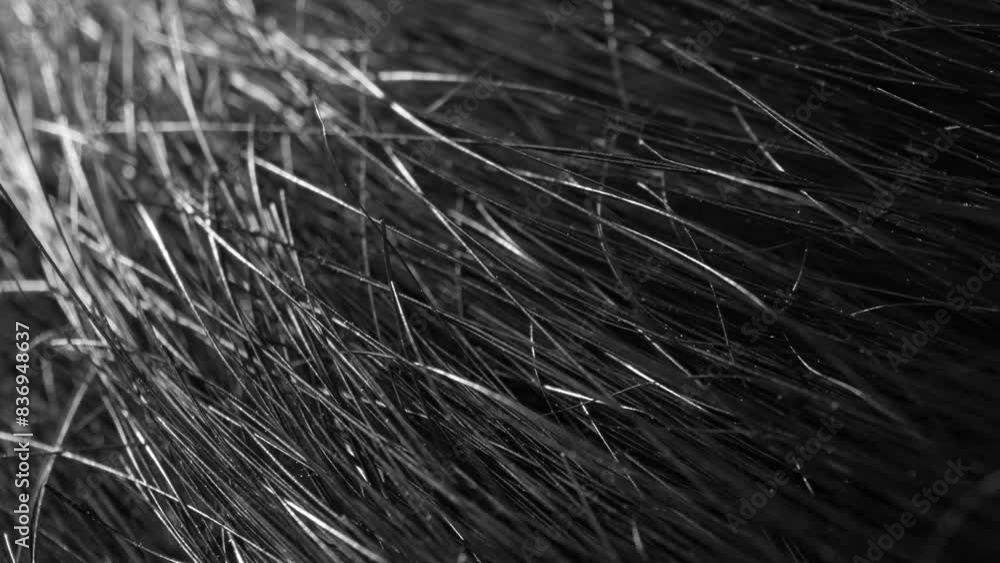 Up close, a stunning display of dark, shiny hair strands mesmerizes with its flawless texture and radiant luster, portraying the epitome of health and beauty.
Up close, a stunning display of dark, shiny hair strands mesmerizes with its flawless texture and radiant luster, portraying the epitome of health and beauty.