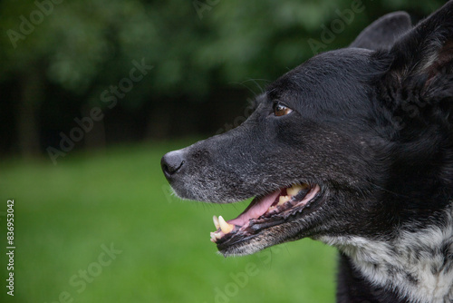 Dog Looking Into the Distance On Grass Background With Space For Text With Space For Advertising Blurred Background Teeth Dogs Calendar