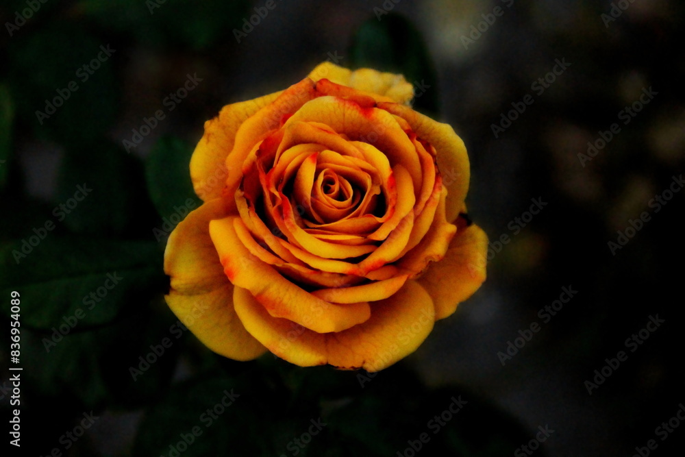 Orange garden rose flower on dark green background. Gentle tender orange flower as romantic love card wallpaper. Rose delicate petals & leaves close up, soft light in Rosengarten. Orange retro plant Orange garden rose flower on dark green background. Gentle tender orange flower as romantic love card wallpaper. Rose delicate petals & leaves close up, soft light in Rosengarten. Orange retro plant