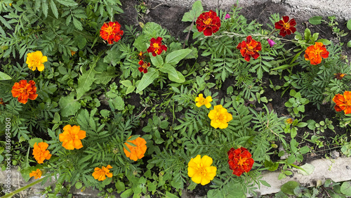 a bouquet of flowers  in a home flower bed  in the backyard of a house