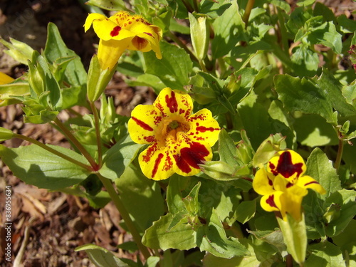 Zbliżenie na żółte kwiaty rośliny z gatunku Mimulus photo