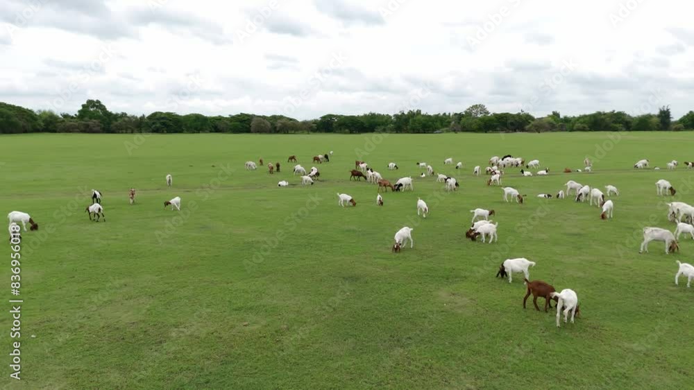 Goats and cows on rural pastures in Thailand Goats and cows on rural pastures in Thailand