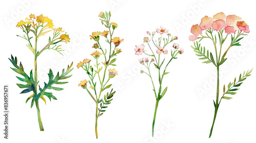 Vibrant Watercolor Collection of Gaillardia Isolated on White Background