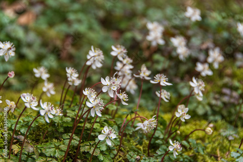 苔の上に群生する小さな白い花