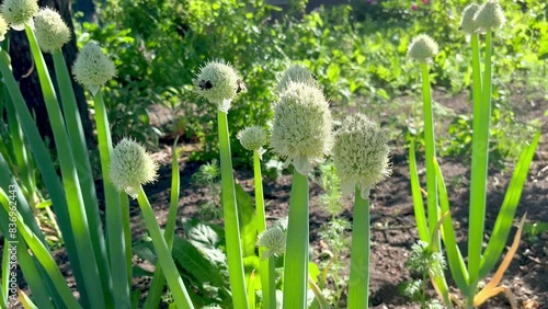 Blooming onion Allium Fistulosum growing in the garden photo