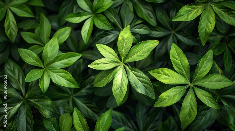 Lush Green Foliage Close-Up - Vibrant Leaves with Natural Patterns and Textures in a Dense, Tropical Setting Lush Green Foliage Close-Up - Vibrant Leaves with Natural Patterns and Textures in a Dense, Tropical Setting