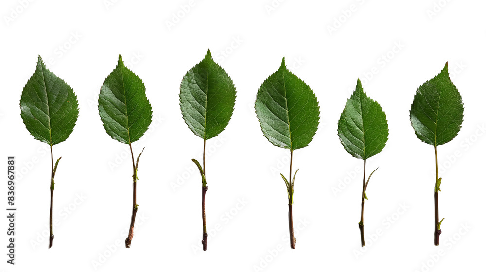 Tiny Rose Leaf Twigs with Five Leaves Close-up Detail in Natural Light Tiny Rose Leaf Twigs with Five Leaves Close-up Detail in Natural Light