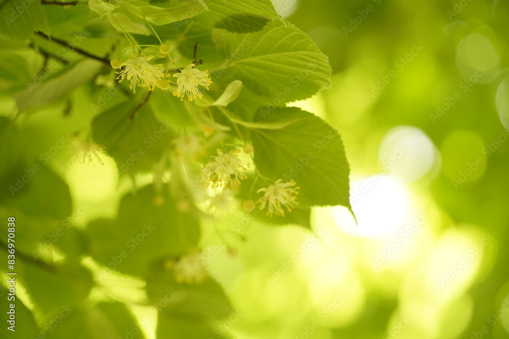 Hojas verdes en primer plano y fondo desenfocado, recurso gráfico como fondo de naturaleza Hojas verdes en primer plano y fondo desenfocado, recurso gráfico como fondo de naturaleza