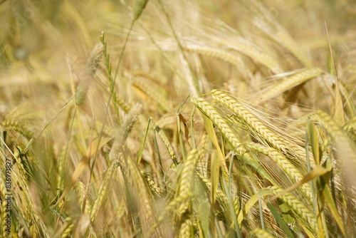 Detalle de Espigas de trigo en plantación