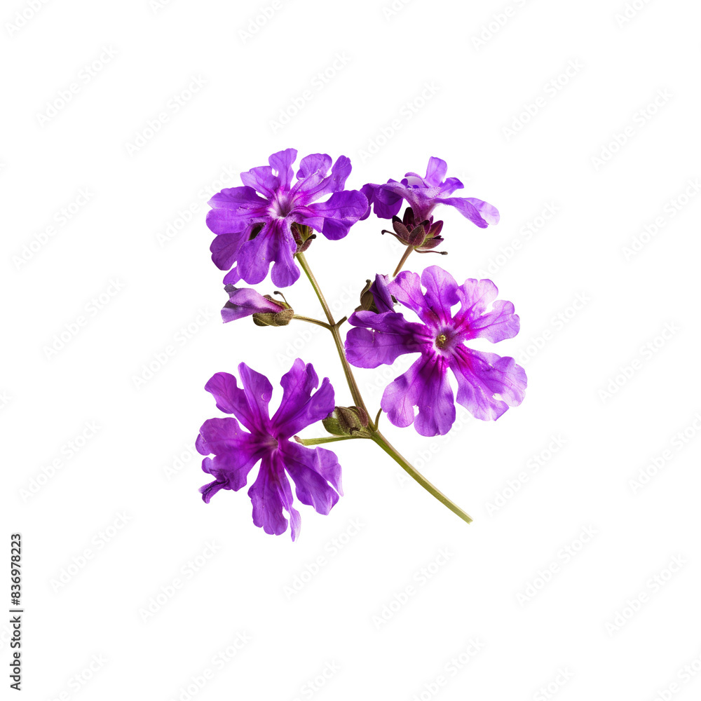 Obraz premium Purple Verbena Flowers Bloom In Solitude, Their Delicate Petals A Vision Of Elegance Against The Blank Canvas
