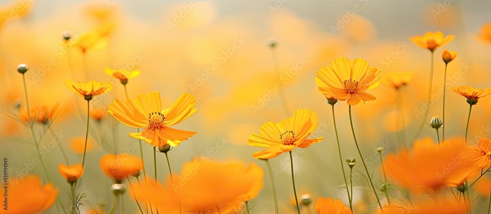 Sulfur cosmos, also known as Cosmos sulphureus or yellow cosmos, displays stunning orange flowers against a blurred backdrop in a copy space image.