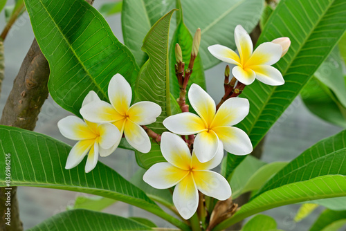 frangipani plumeria flower