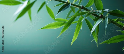 Tiny Bamboo Macro. Creative banner. Copyspace image