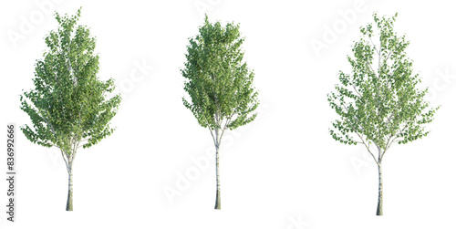 Canvastavla Betula pendula, Birch 4k png cutout