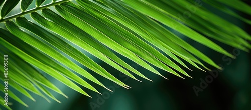 Palm leaf close up Green background. Creative banner. Copyspace image