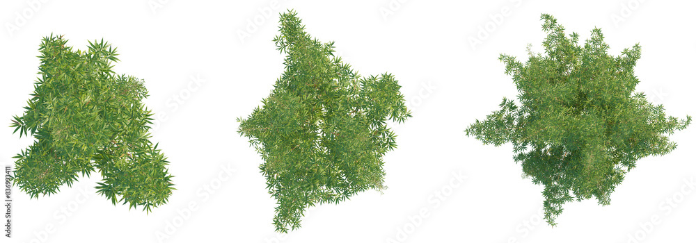 Bambusa multiplex tree top view, tree plan 4k png cutout Bambusa multiplex tree top view, tree plan 4k png cutout