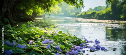 Water hyacinth in the river. Creative banner. Copyspace image