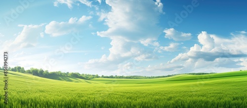 Summer landscape in the field Summer day in nature. Creative banner. Copyspace image
