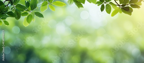 branches with green leaves beautiful green background. Creative banner. Copyspace image