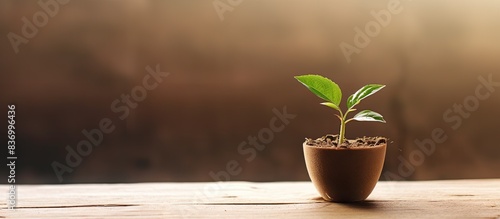 Small plant on wood. Creative banner. Copyspace image