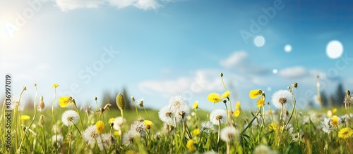 Timothy flower in a meadow on a sunny summer day Pollen allergy concept. Creative banner. Copyspace image